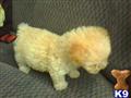 Maltipoo
